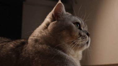 Yeşil gözlü ve yumuşak gri kürklü bir ev kedisi düşünceli bir profil görüntüsüyle yakalanır. Bakışları görünmeyen bir şeye sabitlenir.