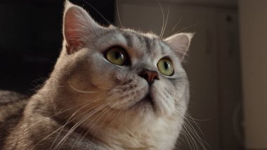 Detaylı bir çekim bir İngiliz Shorthair kedisinin ifadesel yüzünü yakalar, bakışları yukarıda görünmeyen bir şeye sabitlenir.