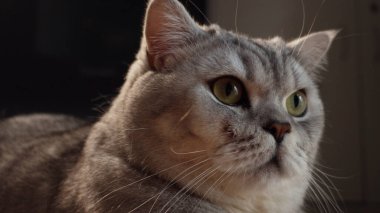 Detaylı bir yakın plan İngiliz Shorthair kedisinin etkileyici yeşil gözlerini ve yumuşak kürkünü yakalıyor. Nazik doğasını ve meraklı bakışlarını vurguluyor.
