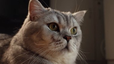 Detaylı bir yakın plan, gri bir tekir kedinin yumuşak kürkünü ve ifadesel yeşil gözlerini ve narin bıyıklarını vurguluyor.
