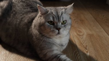 Güzel, tombul, yeşil gözlü İngiliz Shorthair kedisi yumuşak güneş ışığıyla yıkanmış, sıcak ahşap bir zeminde rahatça dinleniyor.