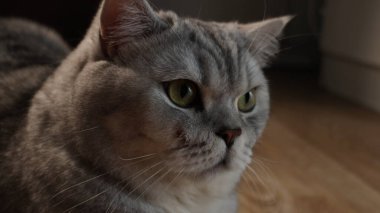 Evcil bir kedinin, yumuşak kürkünü, bıyıklarını ve yoğun bakışlarını gösteren detaylı bir görüntüsü.