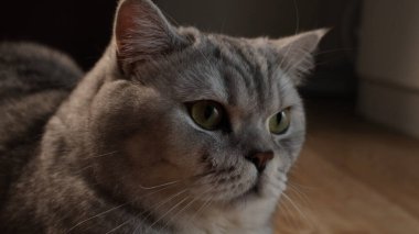 Evcil bir kedinin yüzünün detaylı bir görüntüsü yumuşak kürk dokusunu ve yoğun bakışlarını vurguluyor.