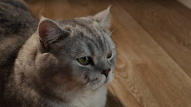 Evcil bir kedinin, yumuşak kürkünü ve özenli bakışlarını ahşap zemin zemininde gösteren detaylı bir görüntüsü.