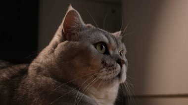 Detaylı bir profil görüntüsü, yeşil gözlü, yumuşak gri kürklü, hafif ışıkla yıkanmış bir ev kedisinin huzurlu ifadesini yakalıyor.