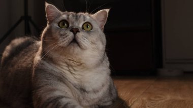 Tüylü, yeşil gözlü, tüylü, tekir bir kedi dikkatlice yukarı bakar. Yumuşak ışıkta koyu bir arka plana karşı yıkanır.