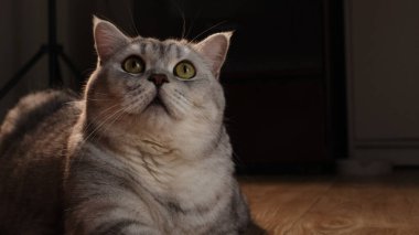 Gümüş tekir işaretli ve parlak yeşil gözlü evcil bir kedi loş ışıklı bir odada dikkatle yukarı bakar.