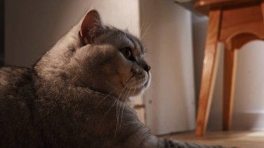Görkemli bir İngiliz Shorthair kedisi, yeşil gözlü, yumuşak, doğal ışıkla aydınlatılmış, sıcacık bir odaya doğru bakıyor.