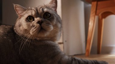 Büyük, anlamlı gözleri olan tüylü, gri bir tekir kedi yukarıyı seyreder, yumuşak, sıcak bir ışıkla yıkanır, arka planda mobilyaları olan bir ev ortamını ima eder.