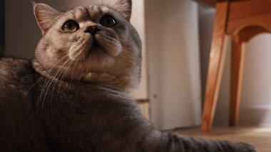 Tüylü, gri, yeşil gözlü bir İngiliz Shorthair kedisi dikkatle yukarı bakar, yumuşak doğal ışıkla yıkanır, görünmeyen bir nesneye dikkat çeker.