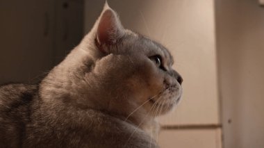 Ayrıntılı bir kenar görünüm, yumuşak, nötr bir arkaplan üzerine kurulmuş yeşil gözlü ve narin bıyıklı pelüş gri bir kedinin huzurlu ifadesini yakalar.