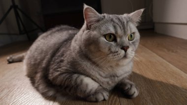 Tüylü gri bir İngiliz Shorthair kedisi belirgin tekir işaretleri ve parlak yeşil gözleri açık renkli ahşap bir zeminde yatıyor.