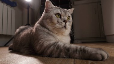 Yumuşak, gümüş renkli bir tekir İngiliz Shorthair kedisi, büyük, ifade edici yeşil gözleriyle, parlak ahşap bir zeminde uzanıyor, dikkatlice yan tarafa bakıyor.