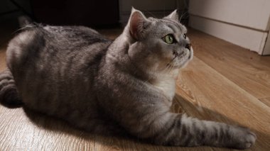 Pofuduk gri bir İngiliz Shorthair kedisi kendine özgü tekir işaretleri ile sıcak ahşap bir zeminde duruyor, bakışları yoğun bir odak ile yukarı doğru sabit