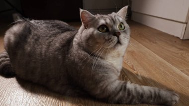 Geniş, tetikte, yeşil gözlü, tüylü, gümüş renkli bir tekir kedisi, ahşap bir zeminde, dikkatle yukarıdaki bir şeye bakıyor.