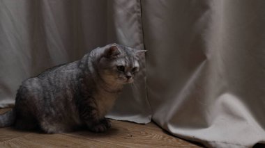 Bu sevimli İngiliz Shorthair kedisi kendine özgü gri tekir paltosuyla, yumuşak, örtülü bir perdeyle kısmen gizlenmiş, parlak ahşap bir zeminde sessiz bir tefekkür anında görüntülenir.