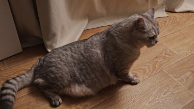 Belirgin tekir çizgili tüylü gri bir kedi açık kahverengi bir ahşap zeminde dinleniyor, kuyruğunu kıvırmış sağa bakıyor.