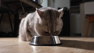 Evcil bir stenograf, gıdasını açık kahverengi ahşap bir zemine yerleştirilmiş parlak bir metal kaseden yemeye odaklanır.