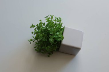 Küçük, modern bir küp ekicisi yemyeşil bir bitki tutar, herhangi bir alan için basit ama zarif bir dekoratif element yaratır.