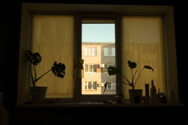İki saksı Monstera bitkisinin siluetleri sarı perdeli bir pencereden görünen tuğla bir apartmanın görüntüsünü oluşturuyor.