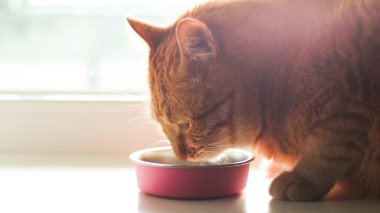 Çizgili kürklü sevimli bir turuncu kedi, yakınlardaki bir pencereden süzülen güneş ışığıyla yıkanmış pembe bir evcil hayvan kasesinden yemek yiyor.