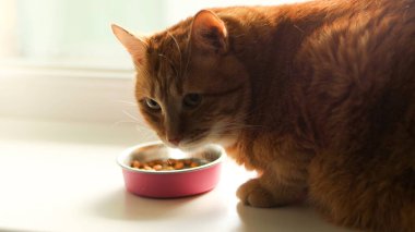 Yeşil gözlü sevimli kızıl bir kedi paslanmaz çelik bir kâsede yemeğine odaklanmış. Pembe bir dış görünüşü var. Yumuşak doğal ışıkla yıkanmış.