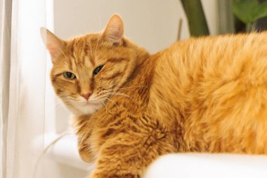 Yeşil gözlü turuncu bir tekir kedi evde rahat bir şekilde dinlenir. Kürkü detaylıdır ve yumuşaktır. Yeşillik hissi veren bulanık bir zemin üzerindedir.