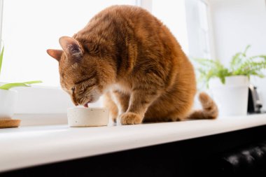 Sevimli bir turuncu tekir kedisi, arka planda yemyeşil bitkiler bulunan parlak bir pencere kenarına yerleştirilmiş minimalist seramik bir çanaktan su içmeye odaklanır.