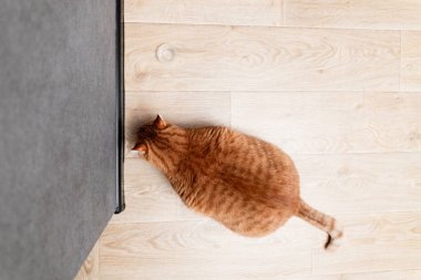 Çizgili kürklü meraklı bir turuncu tekir kedi büyük, karanlık bir nesnenin kenarını inceler, başı eğik ve kuyruğu hafifçe kıvrılmıştır.