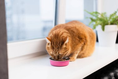 Turuncu bir tekir kedi, yiyeceğini beyaz bir pencere kenarına yerleştirilmiş ve arkasında yeşil bir bitki bulunan pembe bir kaseden yemeye odaklanır.