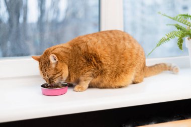 Çizgili bir turuncu kedi, pencerenin yanındaki beyaz bir çıkıntıya yerleştirilmiş yemek tabağından mama yemeye odaklanır.