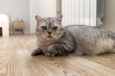 Ayırt edici işaretleri olan tüylü gri bir tekir kedi açık renkli ahşap bir zeminde rahatça uzanır ve doğrudan kameraya bakar.