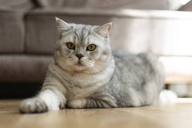 Ayırt edici işaretleri ve delici sarı gözleri olan tüylü gri bir tekir kedi, parlak ahşap bir yüzeye rahatça uzanır ve doğrudan kameraya bakar.