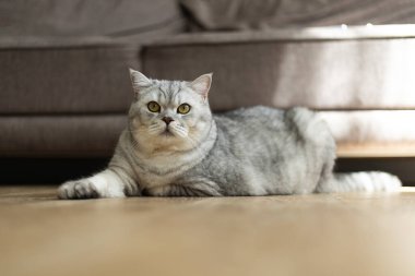 Sarı gözlü ve gümüş tekir desenli yumuşacık bir İngiliz Shorthair kedisi açık renkli ahşap bir zeminde, arka planda görünür bir kanepenin yumuşak dokusuyla uzanıyor.