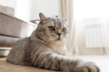 Ayırt edici tekir işaretleri ve parlak sarı gözleri olan tüylü gri İngiliz Shorthair kedisi açık renkli ahşap bir odada dinleniyor.