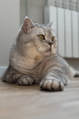 Belirgin işaretleri olan tüylü gri bir tekir kedi açık renkli ahşap bir zeminde rahatça uzanır, parlak gözleriyle dikkatlice yan tarafa bakar.