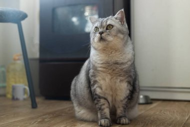 Bu sevimli gümüş tekir kedisi merakla yukarı bakıyor, pofuduk kürkü ve yuvarlak yüzü cinsinin karakteristiğidir.