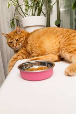 Turuncu bir tekir kedi, beyaz bir yüzeyde içi köpek mamasıyla dolu pembe bir yemek kasesinin yanında yatıyor.