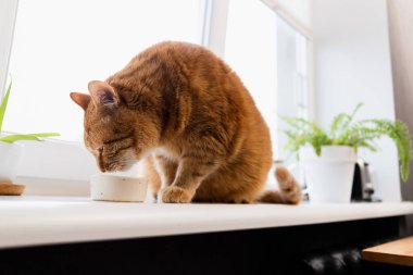 Turuncu bir tekir kedi, arka planda yeşil bitkiler bulunan beyaz bir pencere kenarına yerleştirilmiş küçük beyaz bir kaseden yemek yemeye odaklanır.