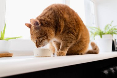 Yeşil gözlü yerli bir kızıl kedi susuzluğunu bitkilerle dolu bir pencerenin kenarına yerleştirilmiş sığ bir tabaktan gideriyor.