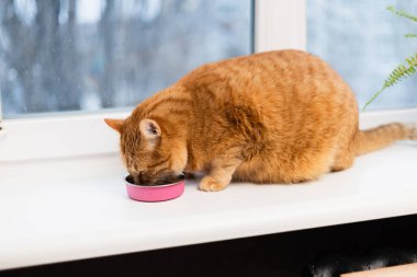 Tüylü kızıl bir kedi, beyaz bir pencere eşiğine yerleştirilmiş küçük pembe bir kaseden yemeğini yemeye odaklanır.