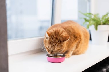 Turuncu bir tekir kedi yemeğini, arka planda beyaz bir saksıda yeşil bir bitki bulunan beyaz bir pencere kenarına yerleştirilmiş küçük pembe bir evcil hayvan kasesinden yemeye odaklanır.
