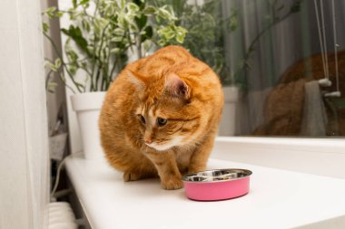 Yeşil gözlü tüylü kızıl bir kedi, arka planda yeşil bitkiler olan beyaz bir pencere eşiğine yerleştirilmiş boş bir pembe yemek tabağına bakar.