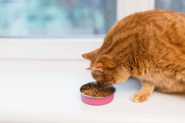 Çizgili kürklü sevimli bir kızıl kedi, temiz beyaz bir çıkıntıya yerleştirilmiş küçük pembe bir tabaktan mamalarını yemeye odaklanır.