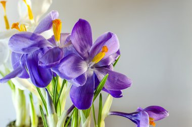  İlk bahar çiçekleri - güzel çiçek açan Çiğdem