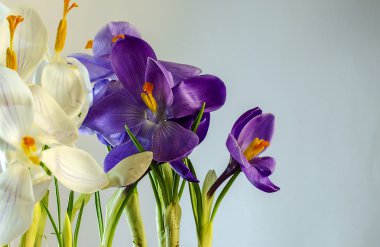  İlk bahar çiçekleri - güzel çiçek açan Çiğdem