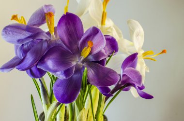  İlk bahar çiçekleri - güzel çiçek açan Çiğdem