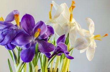  İlk bahar çiçekleri - güzel çiçek açan Çiğdem