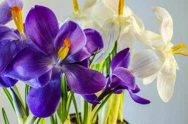  İlk bahar çiçekleri - güzel çiçek açan Çiğdem