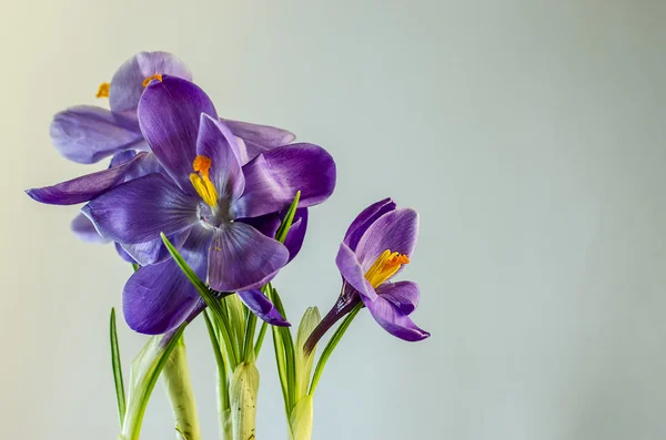 stock image  First spring flowers - beautiful blooming Crocus